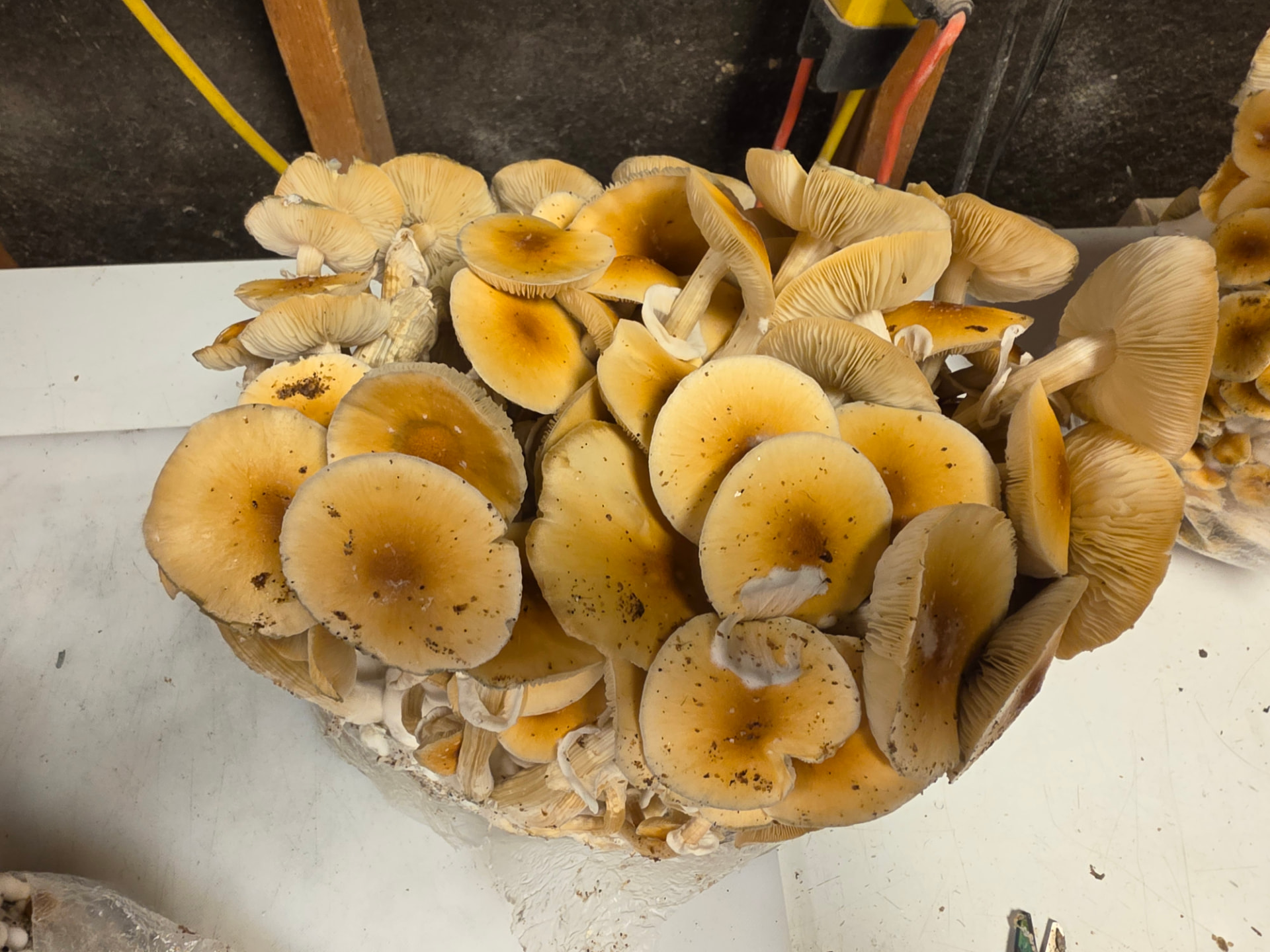 A cluster of golden-capped Stargazer mushrooms with long pale stems