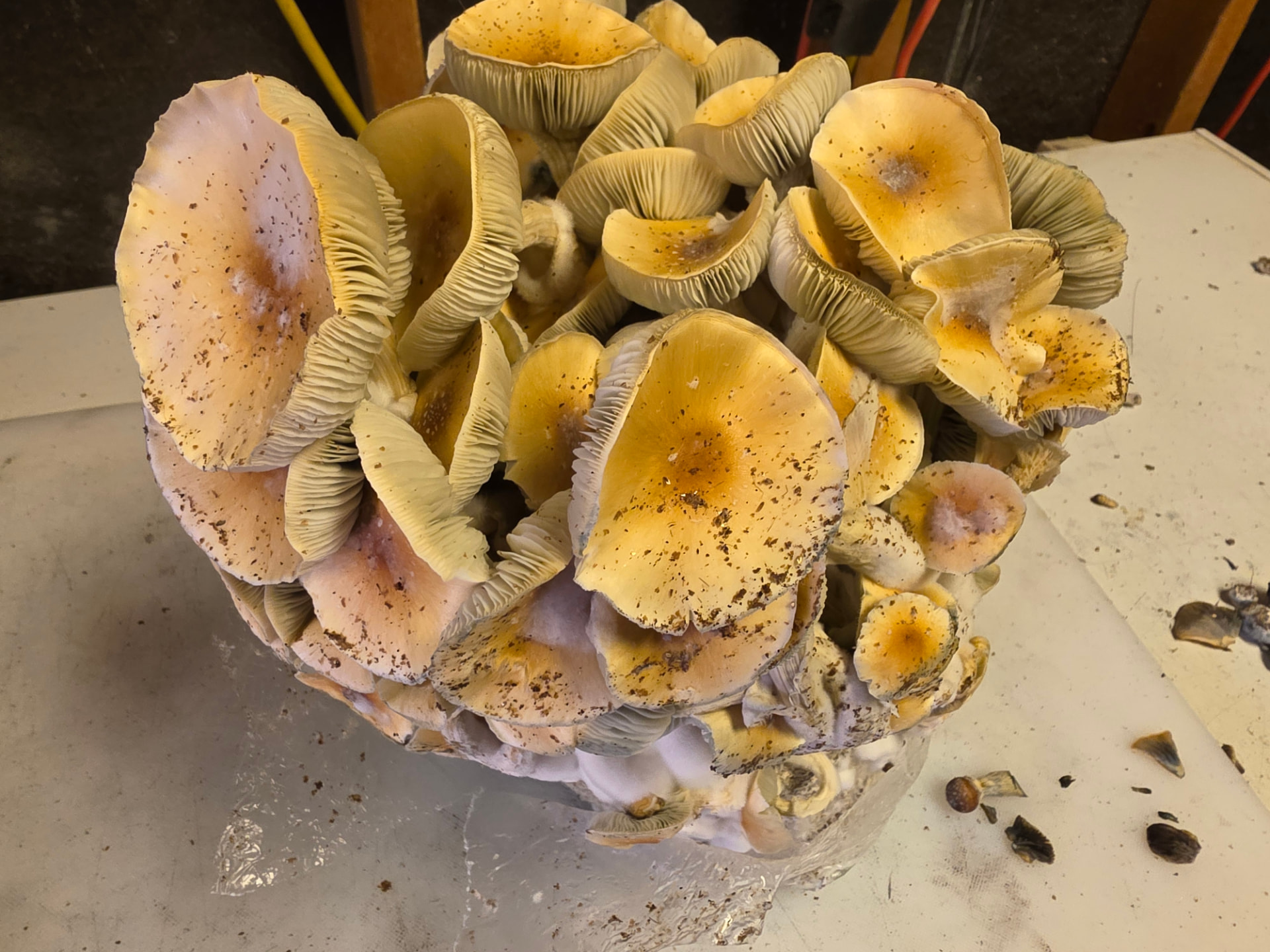 A large flush of golden and pink-tan Stargazer caps