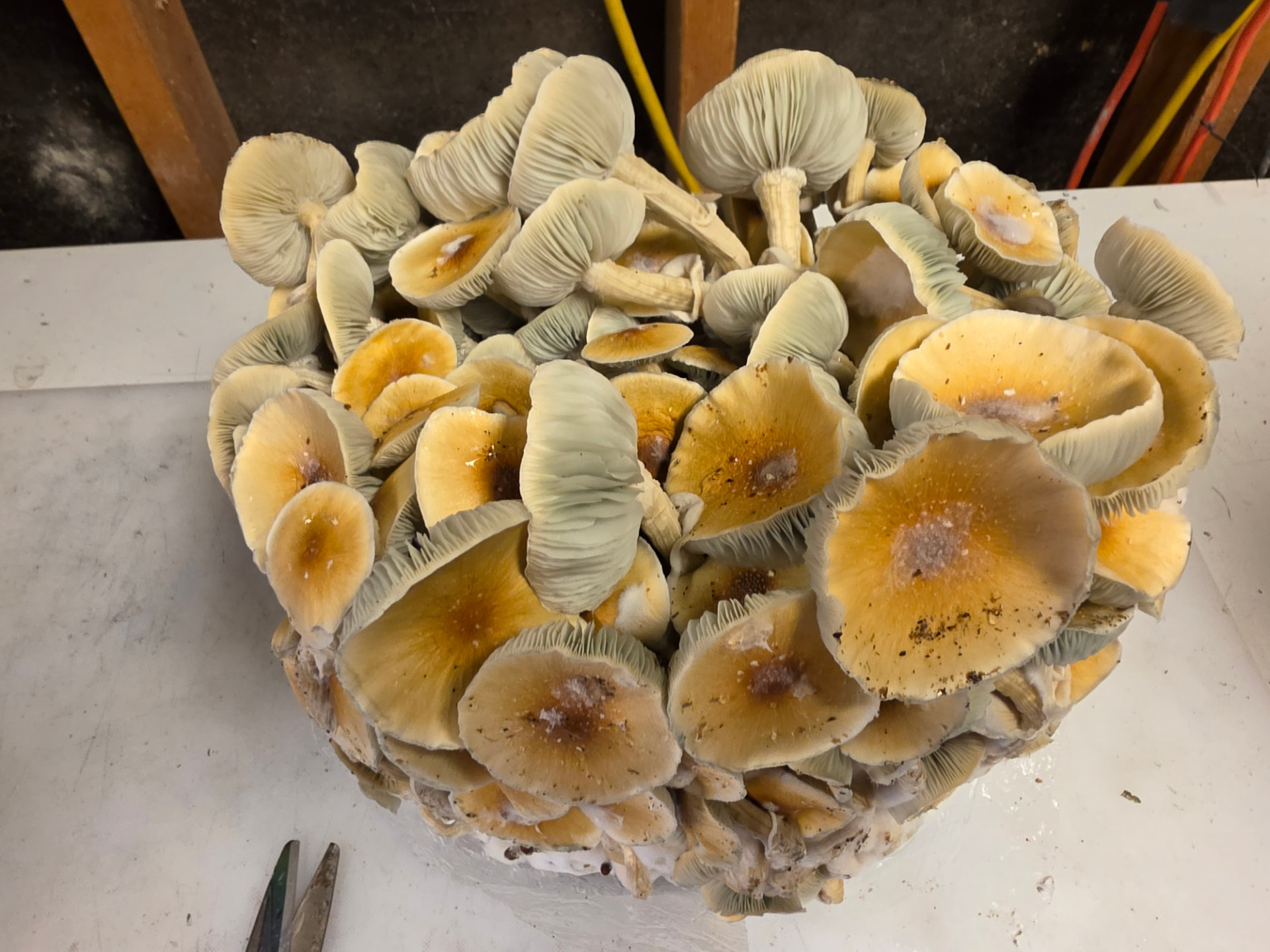 A dense cluster of cream and golden Stargazer mushrooms
