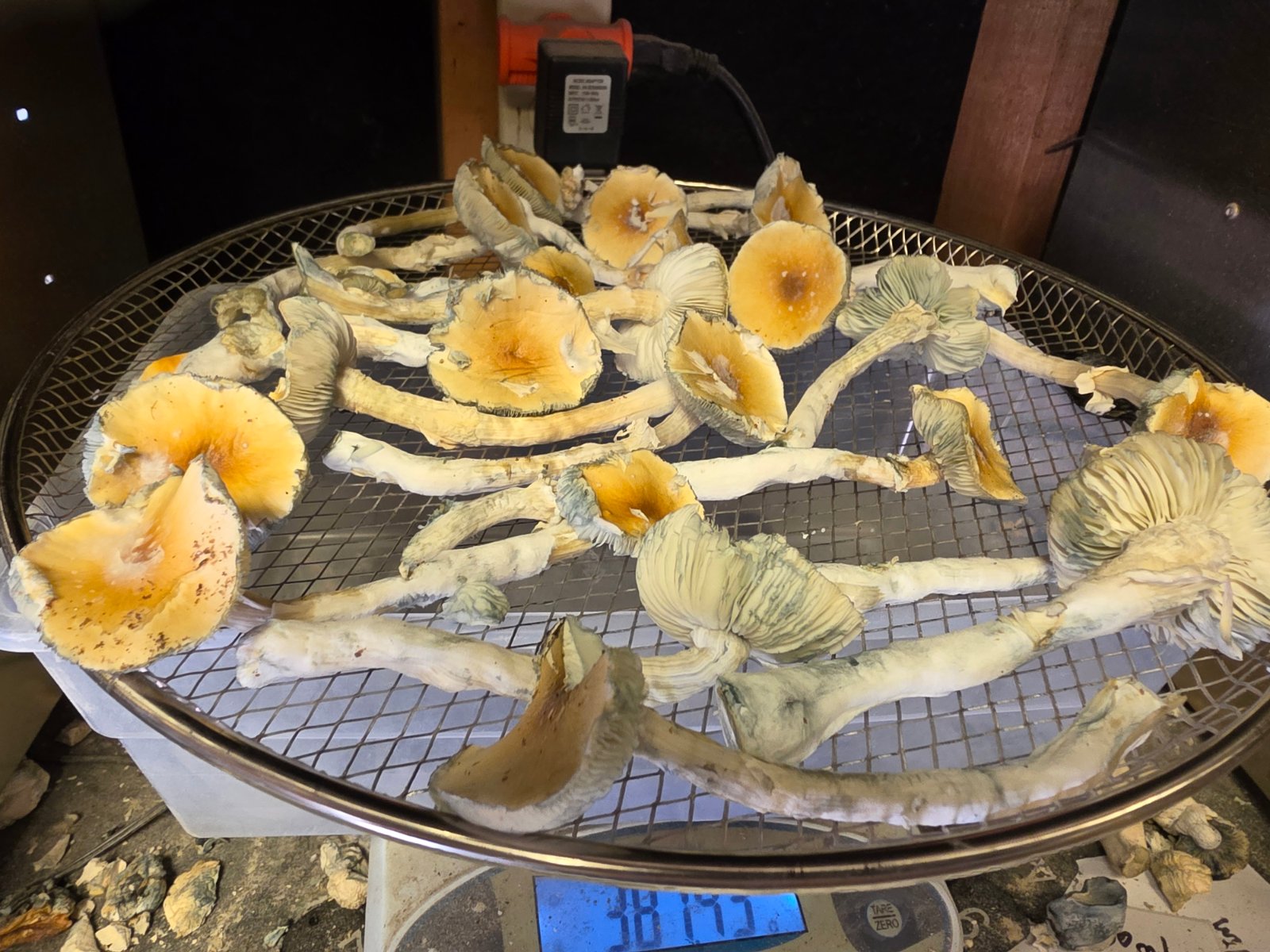 Stargazer mushrooms drying on a mesh rack